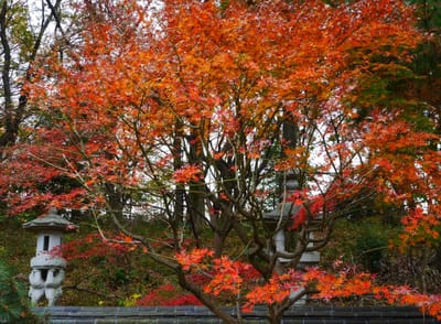 【県立 三ツ池公園の紅葉】・・秋から冬へ・・・