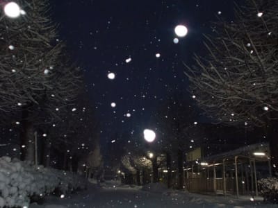 夜明けの銀杏並木雪景色