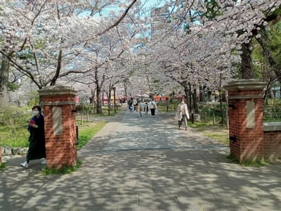 令和５年も小倉城🏯と満開の桜🌸〜旧陸軍第１２師団の門