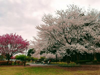 大きな桜の木の下で…増尾城址公園の桜他(千葉県柏市)    2022年４月3日
