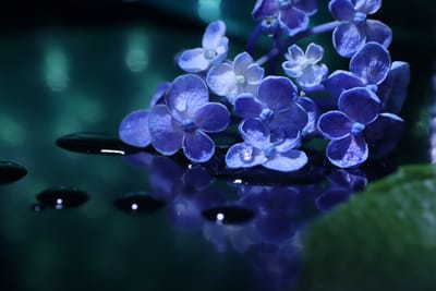 梅雨の日　雫と紫陽花