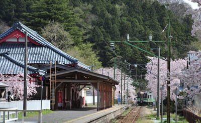 弥彦線終着「弥彦駅」の桜