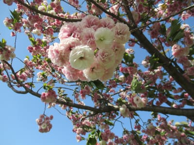 桜（フゲンゾウ）