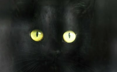 ガラスの向こうの黒猫