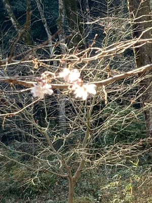 オンリー湯　と　冬桜