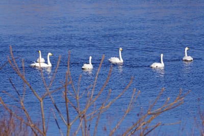 江合川の白鳥