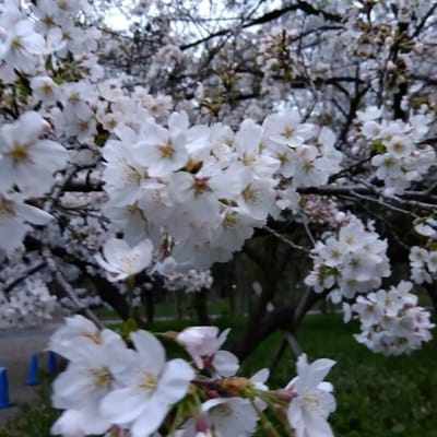 大阪城公園の桜、2023年3月