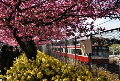  🌸「三浦海岸桜まつり」2月5日〜3月3日まで開催！🌸
