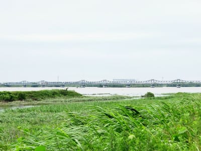 台風過ぎし天龍河。河口近くのR150線鉄橋、