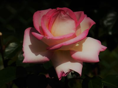✿ 地元、横浜市岡野公園の "春の薔薇"が見頃！