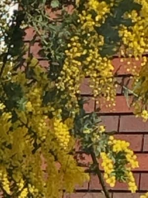 春を感じる、ミモザの黄色
