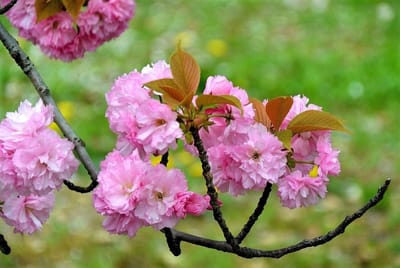 八重菊のような桜