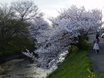自宅近くで桜を撮りました
