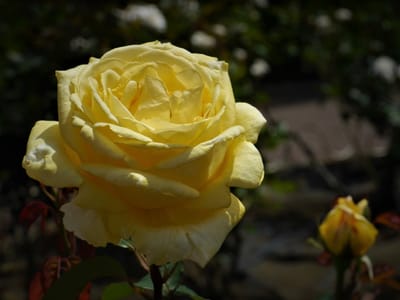 ✿ 地元、横浜市岡野公園の"春の薔薇"が見頃！