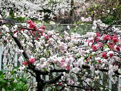 花桃と桜で春爛漫🌸