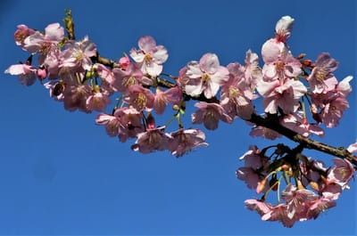 　　<お気に入り写真>　「三浦海岸 桜まつり」 🌸