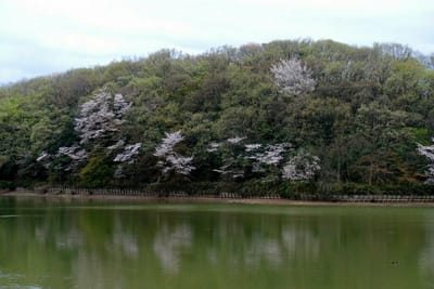 八丁湖の桜