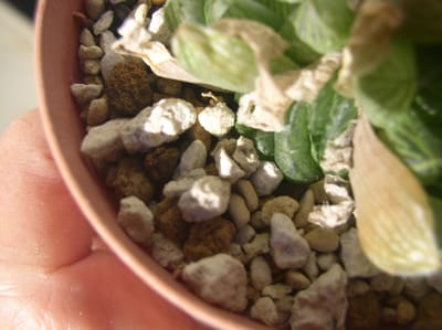 多肉植物　ハオルチア　シンビフォルミスに個体の生育観察
