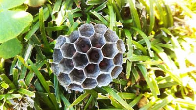 足長蜂の巣(220504)