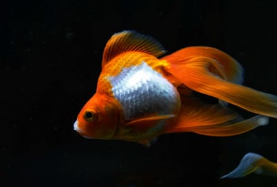 金魚 1