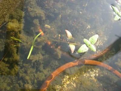 ピンク縞鈴蘭　メダカ池の水面