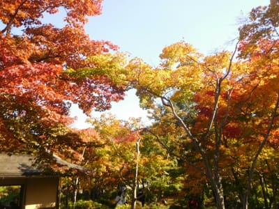 立川の紅葉　 日本庭園で