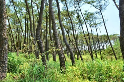 海辺の松林