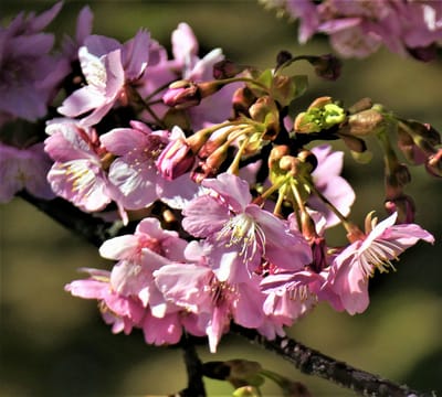 < お気に入り写真 > 松田町の "河津桜"「まつだ桜まつり」