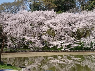 花博公園の桜