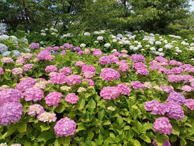 令和５年若松高塔山公園で開催の若松紫陽花祭に行って来ました。２