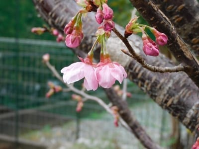 昨日庭の陽光桜が5輪咲きました！開花宣言ですね！