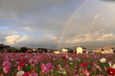 秋桜＆虹