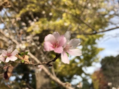 麗澤内の紅葉と10月桜