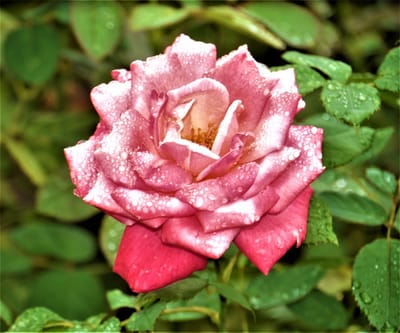 　　　✿　 花の色彩美・造形美　❁　薔薇　🌹