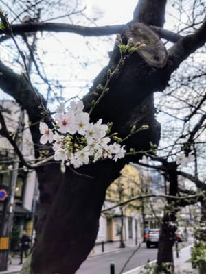 京都高瀬川の桜開花🌸