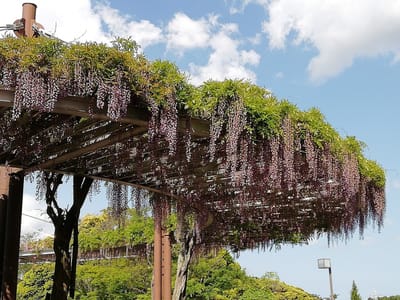 藤棚２　　　万葉公園のフジとひょうたん池公園の芝桜をメインに　千葉県印西市　　　2021年4月30日