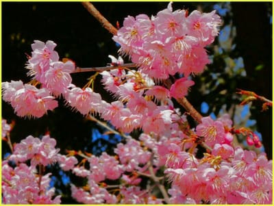 公46　　　　　　(165)寒桜の花