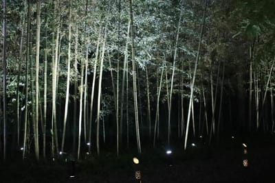 竹林ライトアップ2