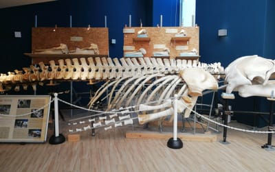 ザトウクジラ骨格標本   番外編   マリンワールド海の中道④ー１ (福岡帰省２日目)   2022年４月８日