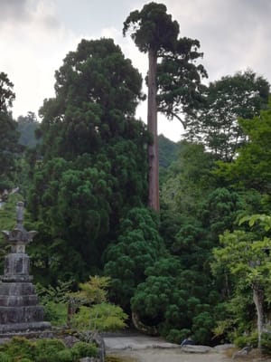 求法寺近くの杉の大木　　　日吉神社と周辺散策①-4    2022年6月17日