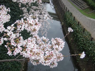 乞田川の桜が見頃