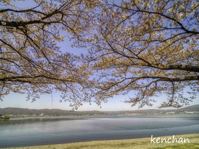 諏訪湖の桜