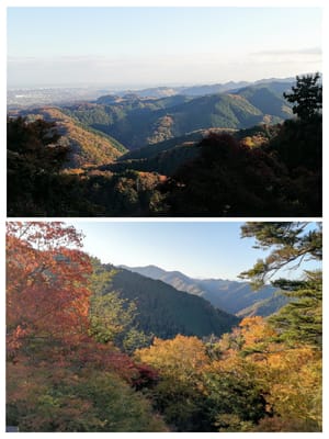 高尾山復路　⑥　　リフト乗車前後　（パワースポットで紅葉めぐり日帰りツアー）2023年11月21日