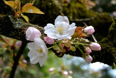 幹から咲く花～大内山