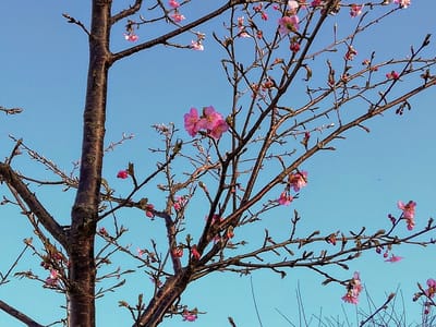 河津桜？　　　印西市と近郊の寺社眺望散策    ２月上旬
