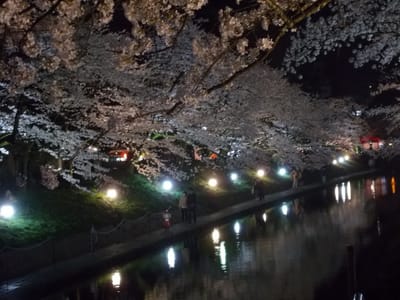 富山の夜桜富山の②