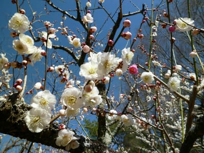白・ピンクの梅花が一枝に咲く「思いのままに」(愛知県緑化センター)