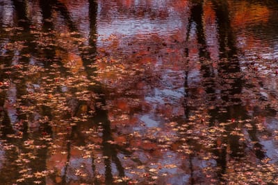 沼の水鏡を彩る紅葉2021 _07