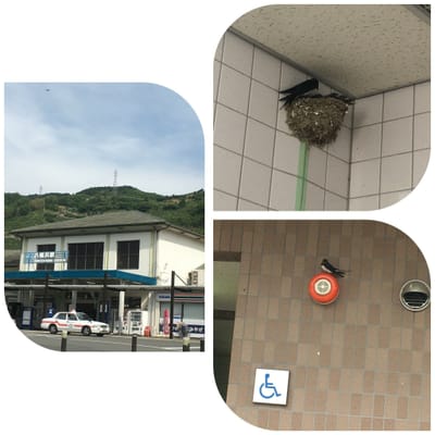 駅のトイレに燕の巣