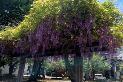 　✿　”藤の花”が、見ごろ !　＜横浜市・西区内の各所で＞